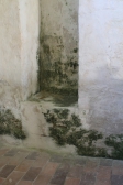 12-Algenschäden-vor-Sanierung